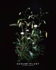 訂製花禮-桌花-008號 訂製花禮-桌花-008號